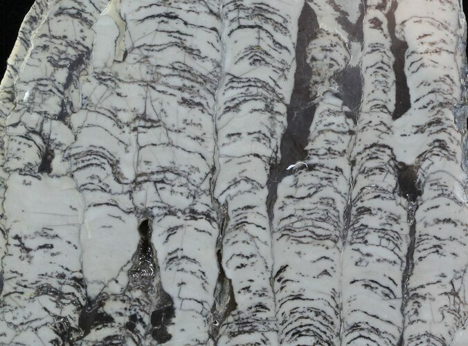 Polished Precambrian Stromatolite - Siberia #57578